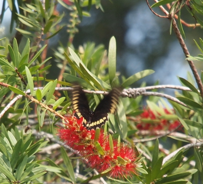 [A large dark brown butterfly with a series of yellow spots along the outer edge of the wing.]